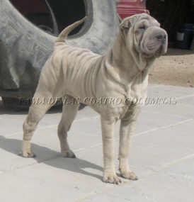 espectaculares shar peis de las cuatro columnas