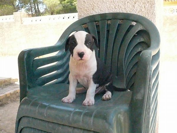 Excelentes Cachorros American Pit Bull Terrier