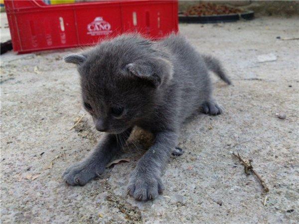 Gatita de ruso azul