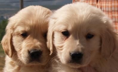 Impresionantes Golden,  cachorros de dos meses