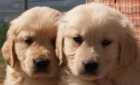 Impresionantes Golden, cachorros de dos meses - mejor precio | unprecio.es