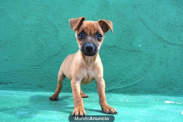 Oportunidad: cachorros de Pincher miniatura Rojos y negro fuego;