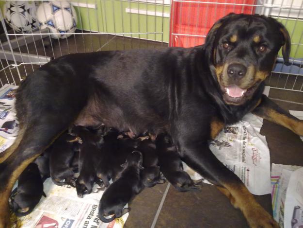 Preciosa camada de rottweiler