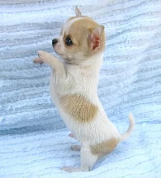 Preciosa chihuahua de tamaño pequeño!