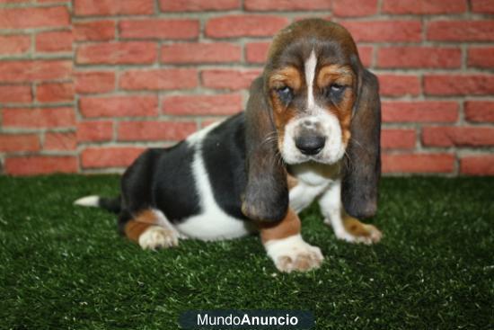 regalo  Economico basset hound te van a encantar macho y hemvra