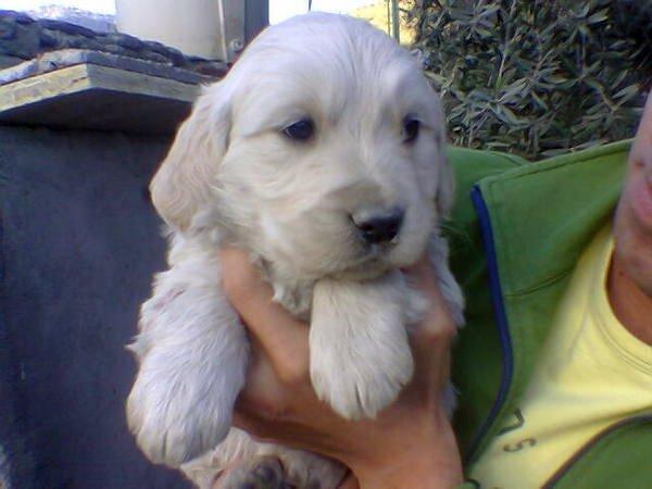 VENDO PRECIOSOS CACHORROS DE GOLDEN RETRIEVER