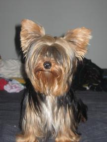 Vendo Yorkshire Terrier Toy