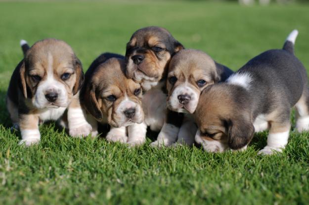 BEAGLES DE CALIDAD A BUEN PRECIO