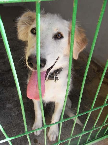 BUSCAS UN AMIGO? ADOPTALO!!!