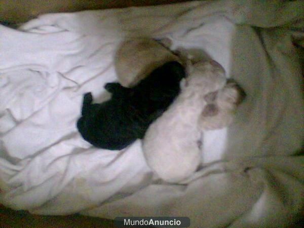 Cachorritos de caniches enanos muy pequeñitos ya vacunados