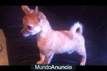 CACHORRO CHIHUHUA PELO LARGO 250€