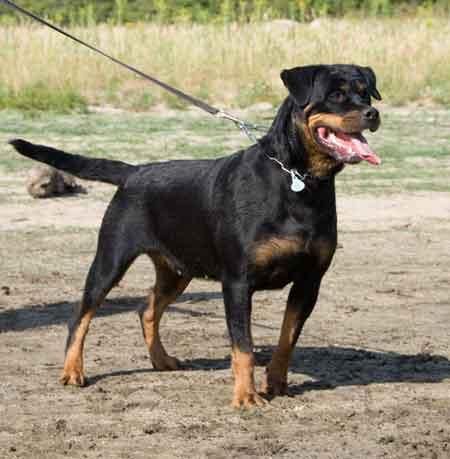 Cachorros rottweiler, Excelente camada