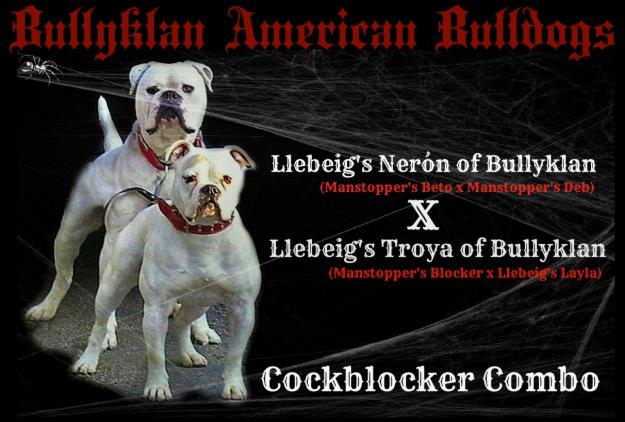 Espectacular camada de Bulldog Americanos