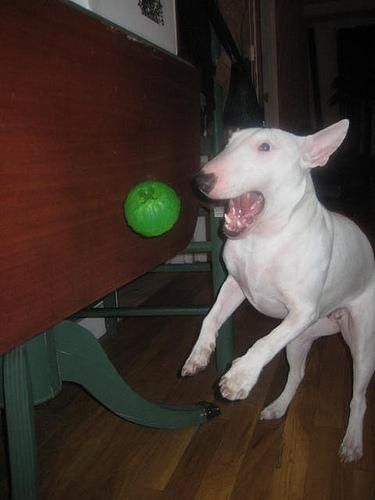 guapo Bull Terrier cachorro para usted