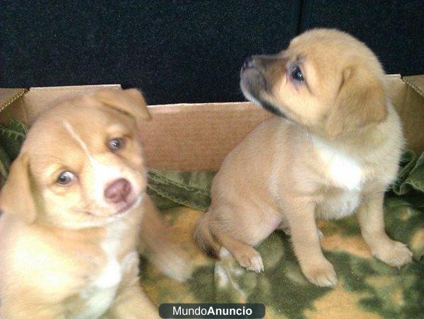 MINI Y PILI, dos hermanitas, en busca de familia