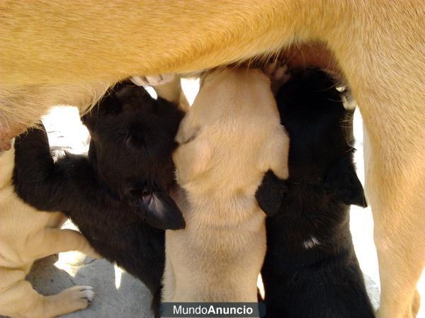 Se ofrecen tres cachorros.