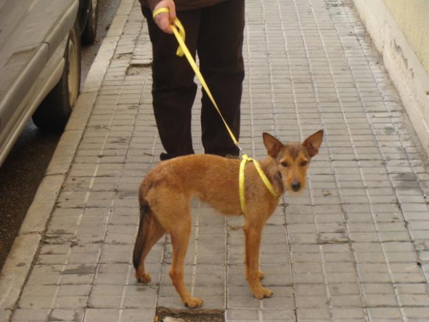 Yessi perrita en adopción