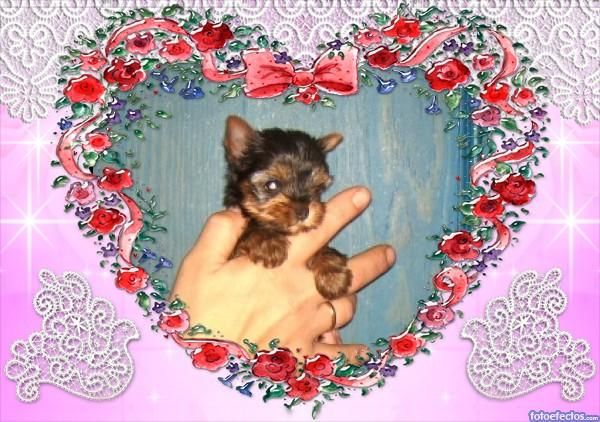 yorkshire terrier hembra miniatura macho mediano con loe