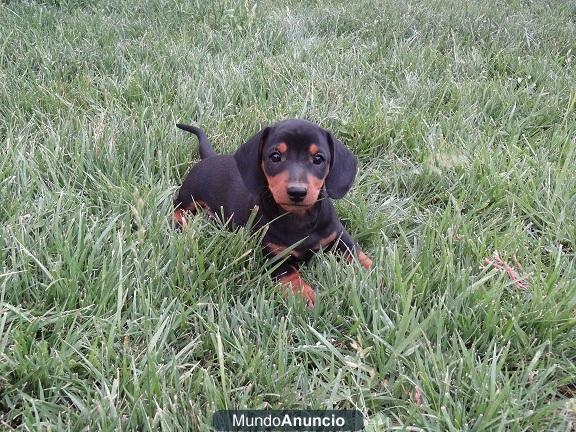 Cachorros teckel estandar pelo corto.