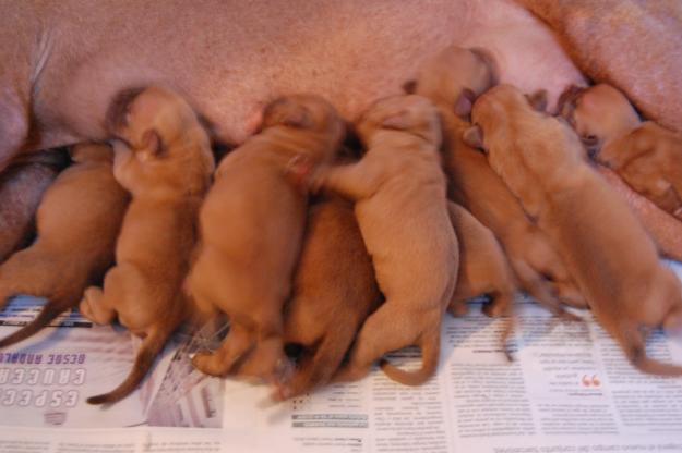 CAMADA DE DOGOS DE BURDEOS CON MÁSCARA ROJA