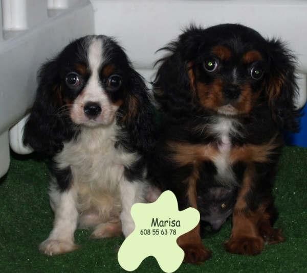 Cavalier, increibles cachorros de pura raza