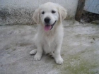 Golden Retriever Excelente Regalo de Reyes!! - mejor precio | unprecio.es