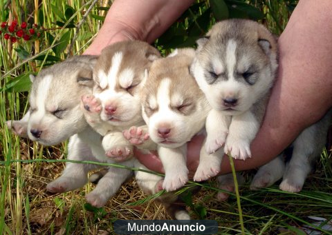 HUSKY SIBERIANO SIERRA DE GATA 651687273 LO MEJOR AL MEJOR PRECIO