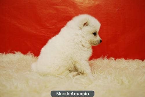 POMERANIA BLANCOS CACHORROS DE CALIDAD PARA ENTREGAR