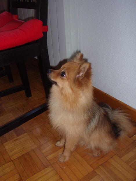 Pomerania (macho) para monta