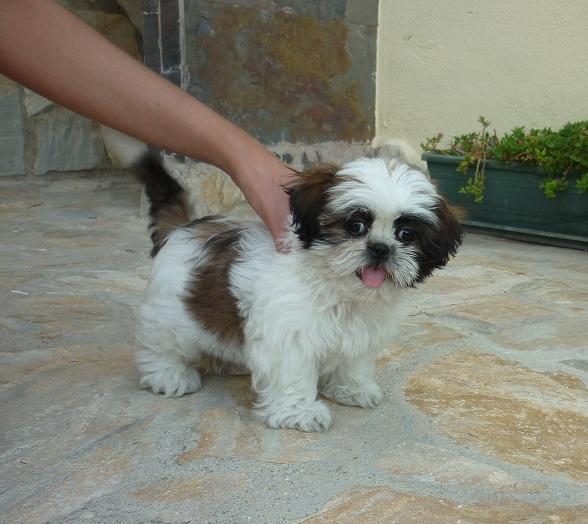 Preciosa hembrita de shih Tzu