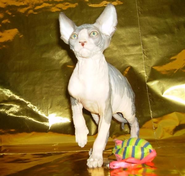 SPHYNX O GATO SIN PELO