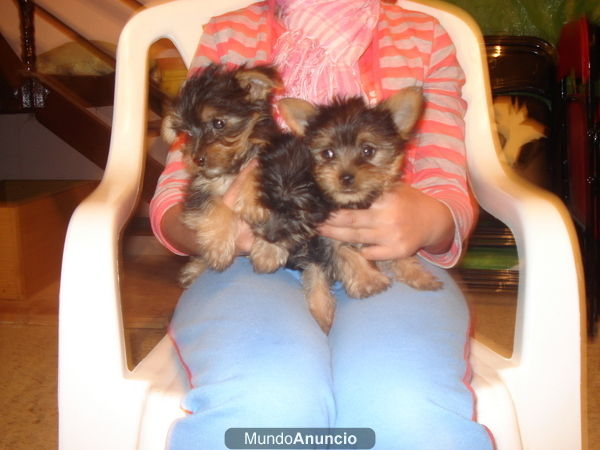 yorkshire terrier