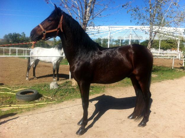 Vendo caballo pura raza española con papeles