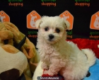 BICHON MALTES MINI - mejor precio | unprecio.es