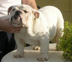 Bulldog Ingles de Show - mejor precio | unprecio.es