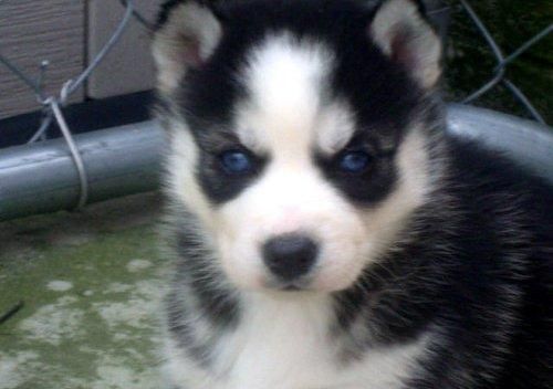 Cachorro Siberian Husky