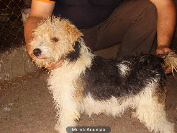 Cachorros de fox terrier