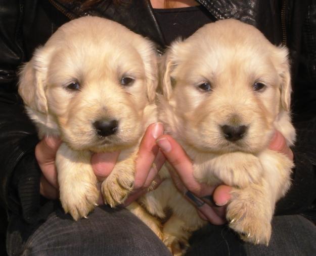 Cachorros de golden retriver