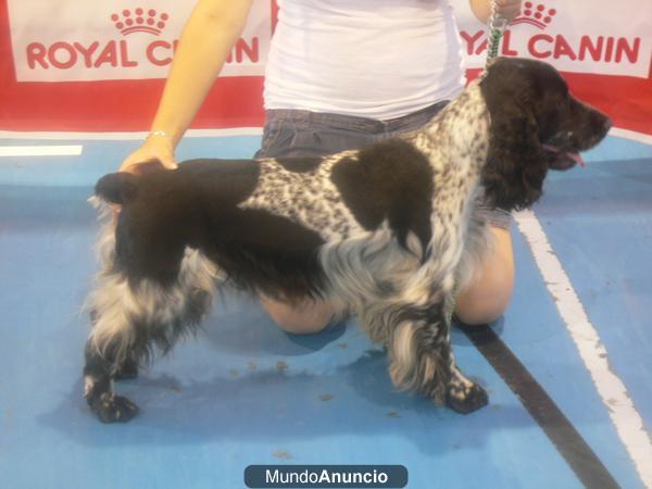 Cocker Spaniel macho con RRC para montas