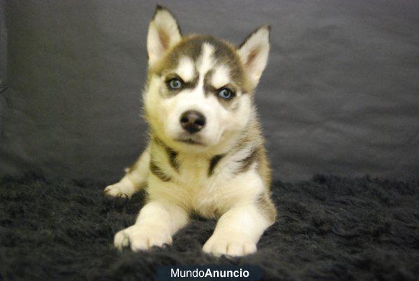 Husky siberiano, cachorritos de dos meses , www.doogs.es