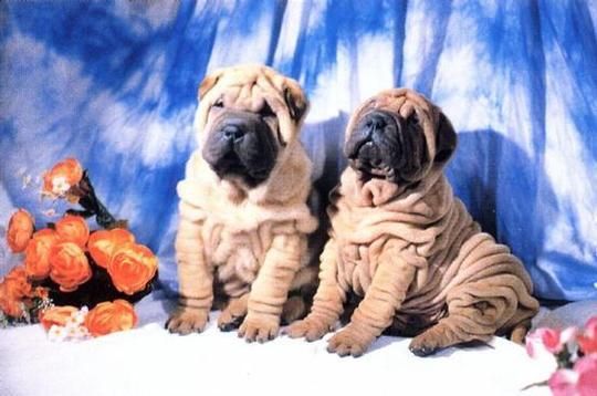 Shar pei 2 machos y 1 cachorros femeninos