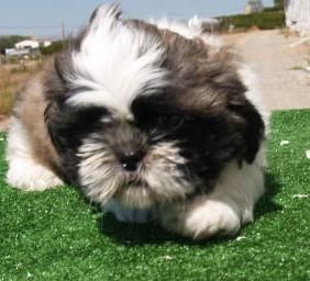 Shih-tzu, excelentes y adorables