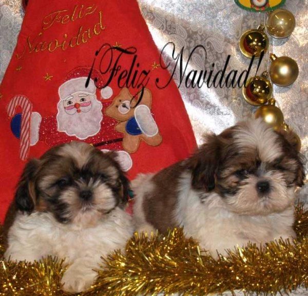 Shih-tzu, preciosos y economicos cachorros