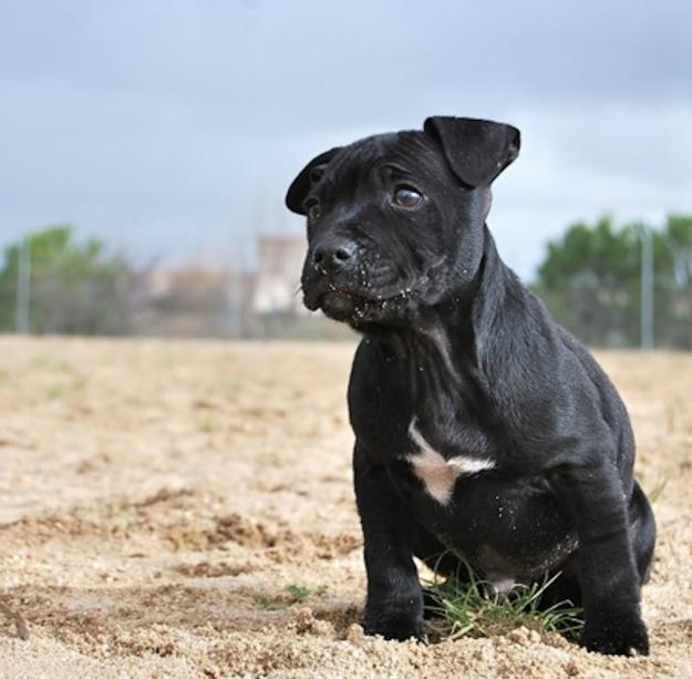 Staffy cachorritos Stafordshire Bullterrier camada