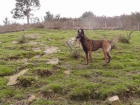 Vendo cachorros de Pastor Belga Malinois con Pedigree - mejor precio | unprecio.es