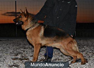 PASTOR ALEMÁN PARA MONTAS