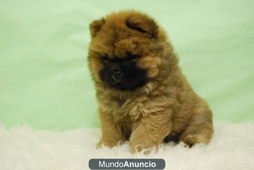 Cachorritos de Chow Chow¡¡ para entregarse¡¡ PRECIOSOS