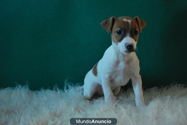 Autenticos Jack Russell pata corta