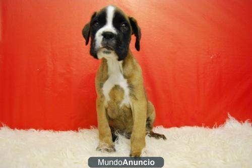 boxer disponibles listos para entregar con 2 meses