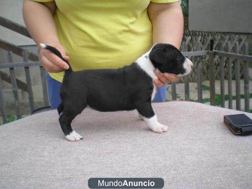 Bullterrier excelente camada de machos y hembras